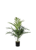 KENTIA PALM SAKSISIZ / 180 CM