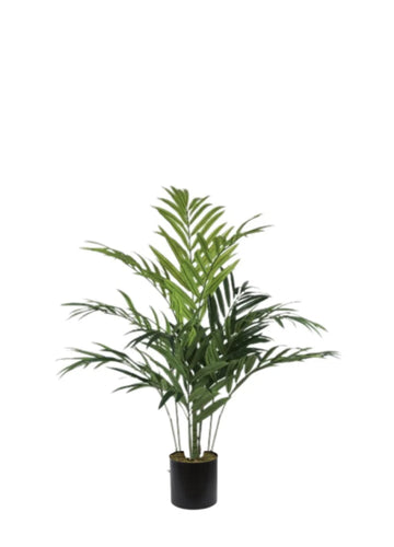 KENTIA PALM SAKSISIZ / 180 CM