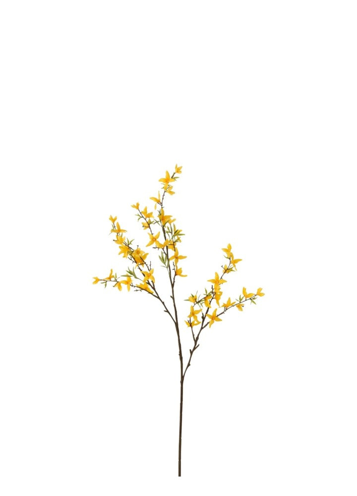 FORSYTHIA DAL