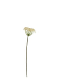 SEDUM BEJ DAL / 81 CM