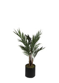 UV KENTIA SAKSILI / 213 CM