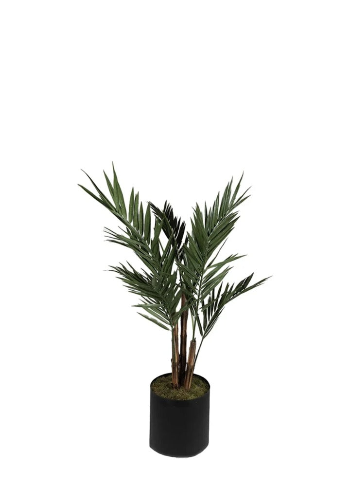 UV KENTIA SAKSILI / 213 CM