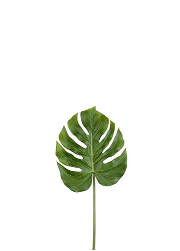 MONSTERA YAPRAK DAL