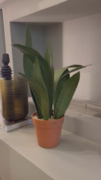 SANSEVERIA KOYU / L