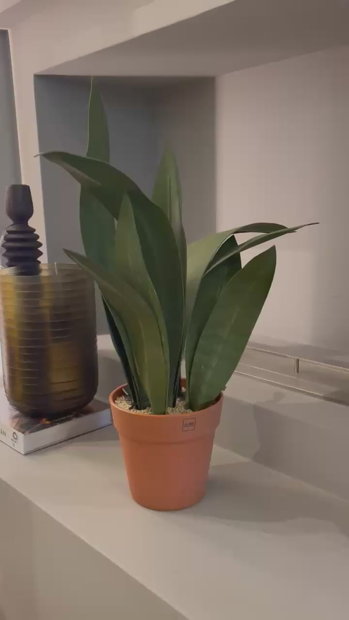 SANSEVERIA KOYU / L