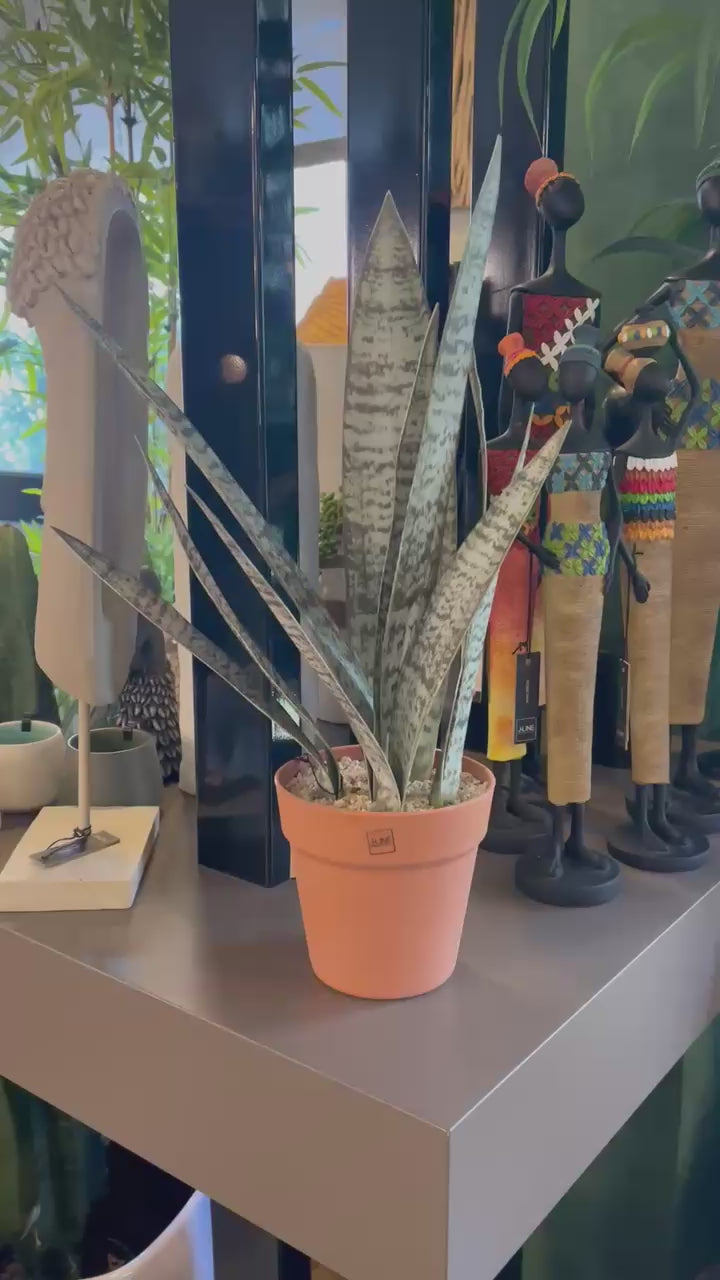 SANSEVERIA AÇIK / L