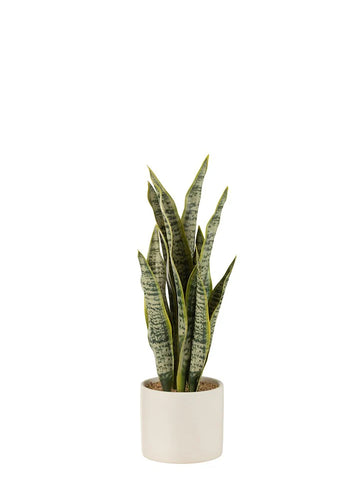 SAKSIDA SANSEVERİA / 36 CM