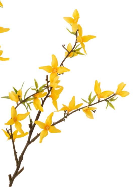 FORSYTHIA DAL