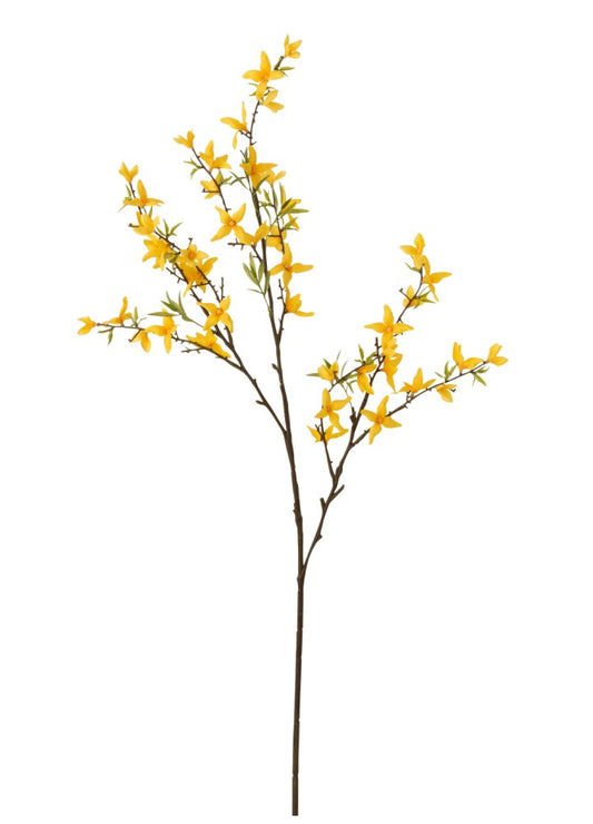 FORSYTHIA DAL